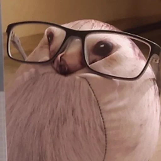 indoor eyewear accessory