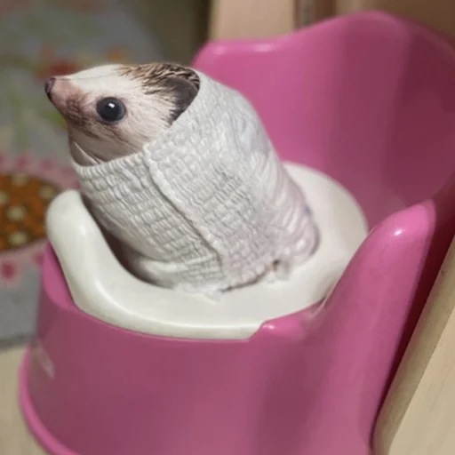 комнатный млекопитающее домашнее животное