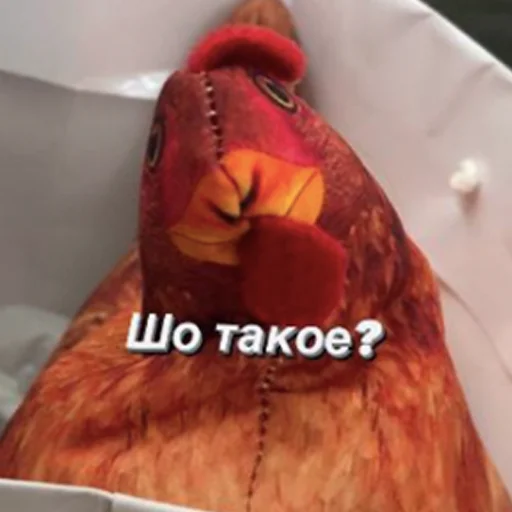 птица животное красный