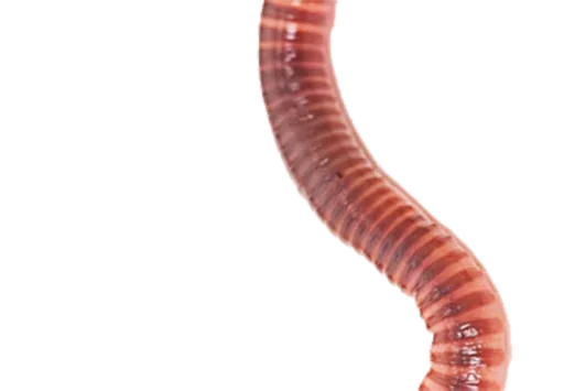 animal invertebrate worm