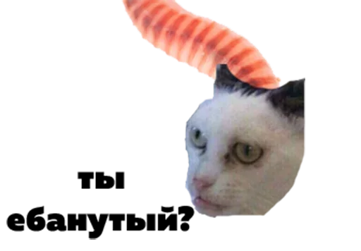 cat animal domestic cat