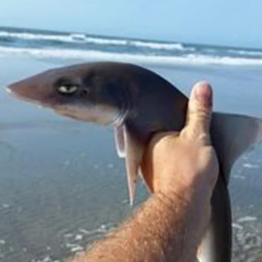 shark soft-finned fish fish