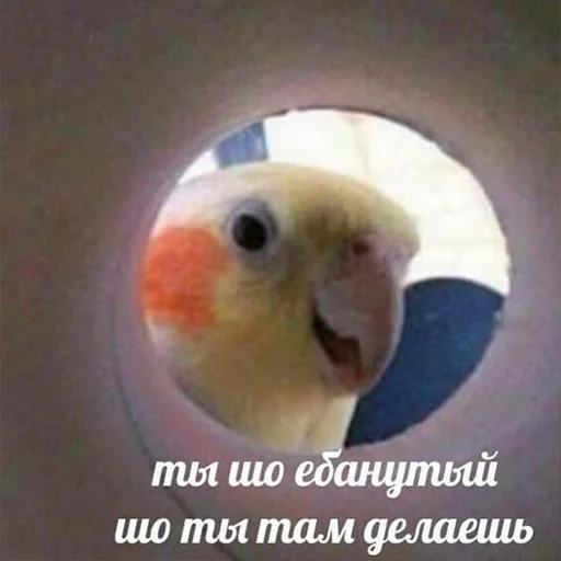 завод баянов 3  @motoyasu_suko - text