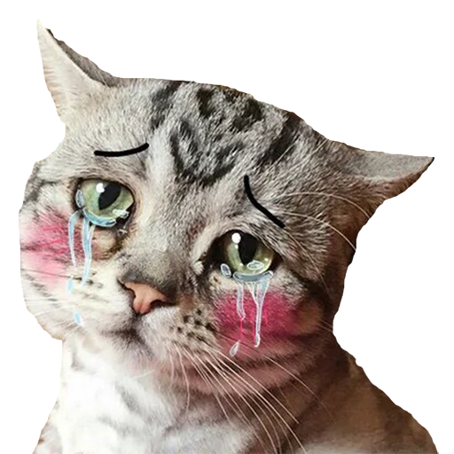 животное млекопитающее кошка