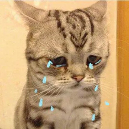 животное млекопитающее кошка