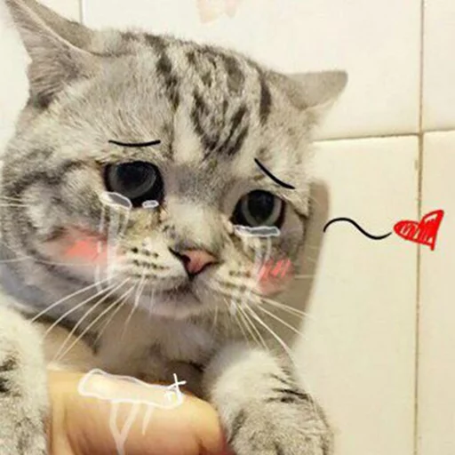 млекопитающее животное кошка