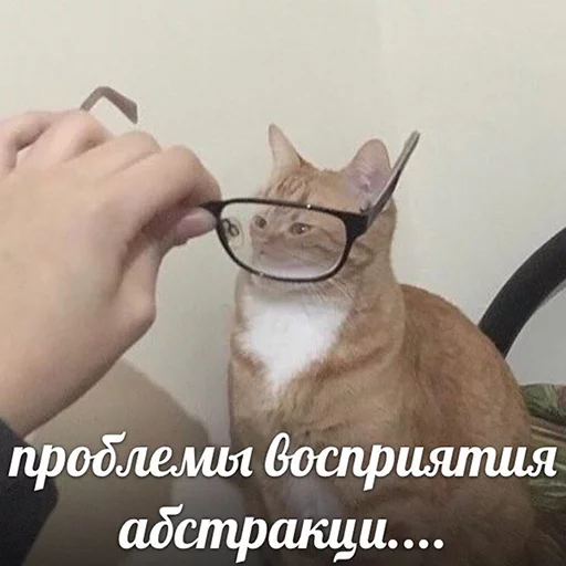 животное млекопитающее кошка