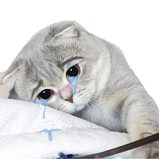 кошка кошки малого и среднего размера кошачьи