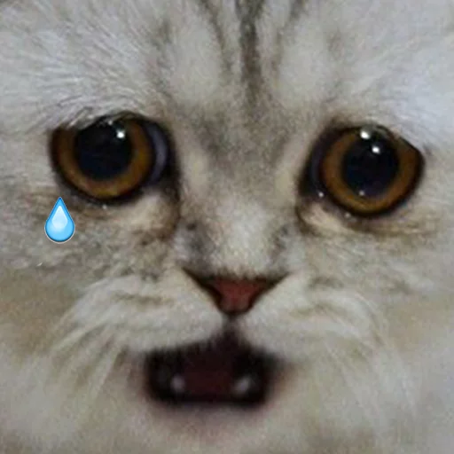 животное млекопитающее кошка