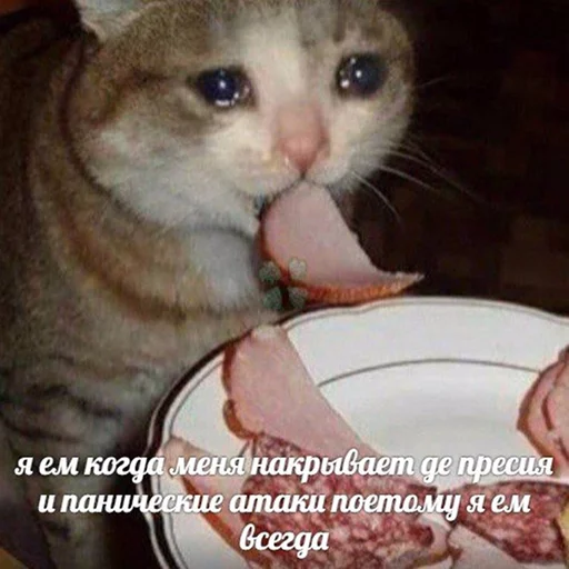 СМС млекопитающее животное