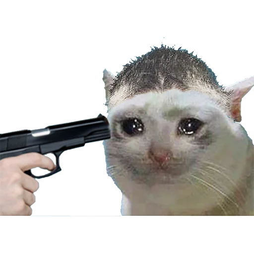 кошка оружие млекопитающее