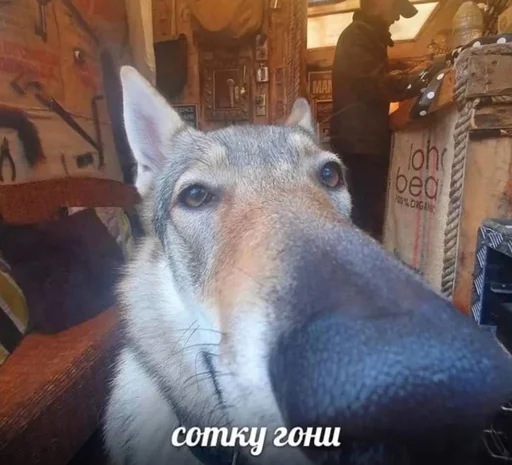 не элита - person