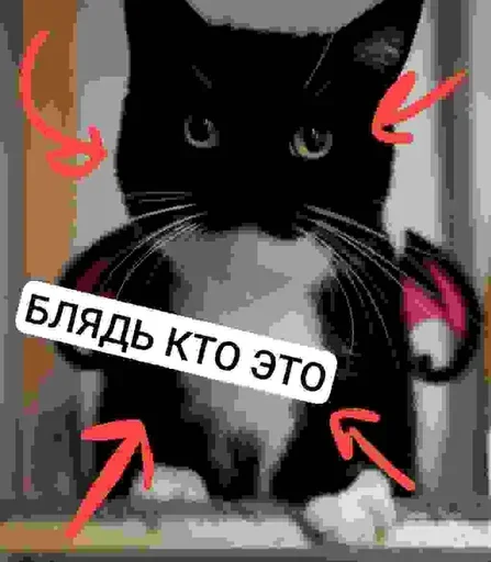 БЛЯДЬ КТО ЭТО И СЕМЬЯ ЮНИКО @holiwix - 