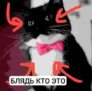 Стикер БЛЯДЬ КТО ЭТО И СЕМЬЯ ЮНИКО @holiwix - 1