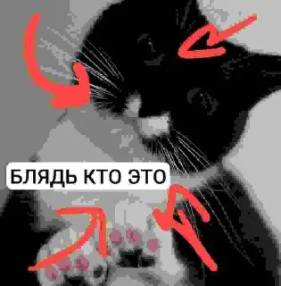 Стикер БЛЯДЬ КТО ЭТО И СЕМЬЯ ЮНИКО @holiwix - 8