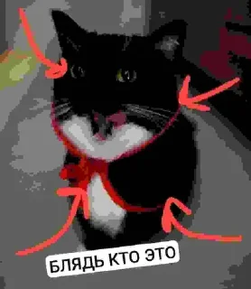 Стикер БЛЯДЬ КТО ЭТО И СЕМЬЯ ЮНИКО @holiwix - 9