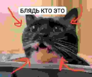 Стикер БЛЯДЬ КТО ЭТО И СЕМЬЯ ЮНИКО @holiwix - 5