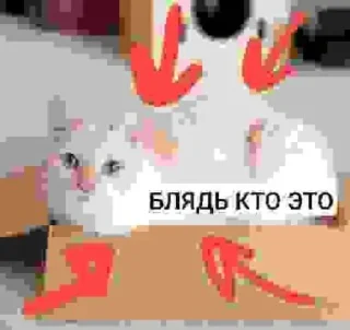 Стикер БЛЯДЬ КТО ЭТО И СЕМЬЯ ЮНИКО @holiwix - 10