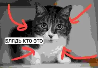 Стикер БЛЯДЬ КТО ЭТО И СЕМЬЯ ЮНИКО @holiwix - 7