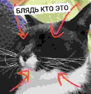 Стикер БЛЯДЬ КТО ЭТО И СЕМЬЯ ЮНИКО @holiwix - 0