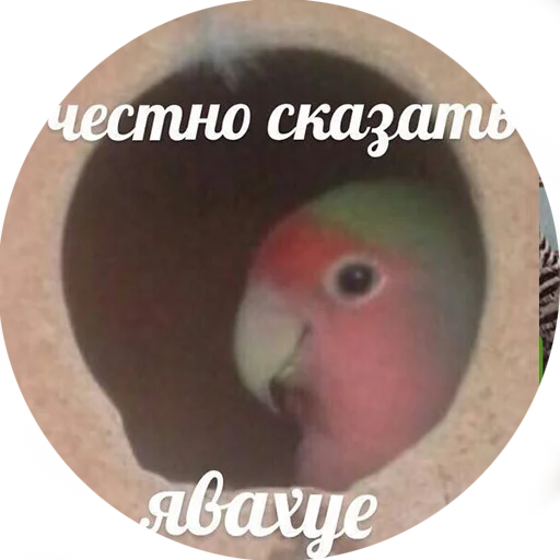 животное птица попугай