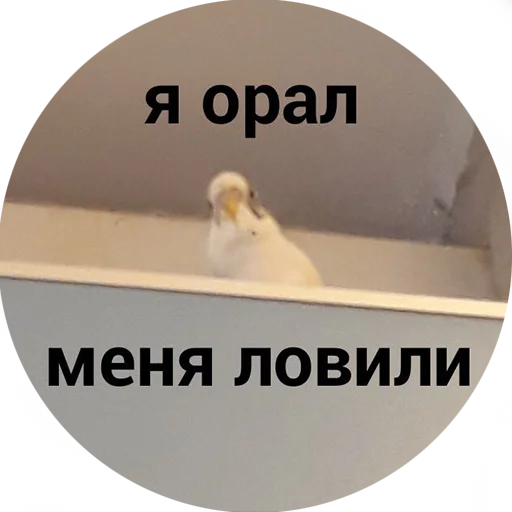 СМС животное знак