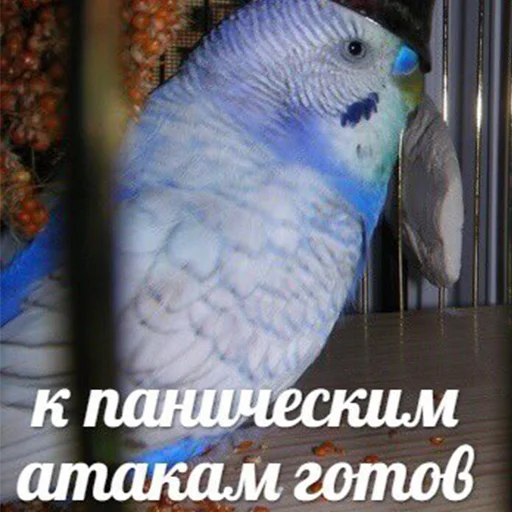 животное птица попугай