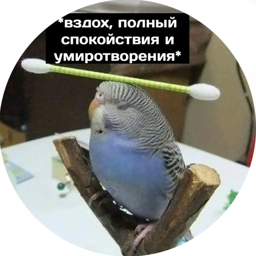 птица попугай животное