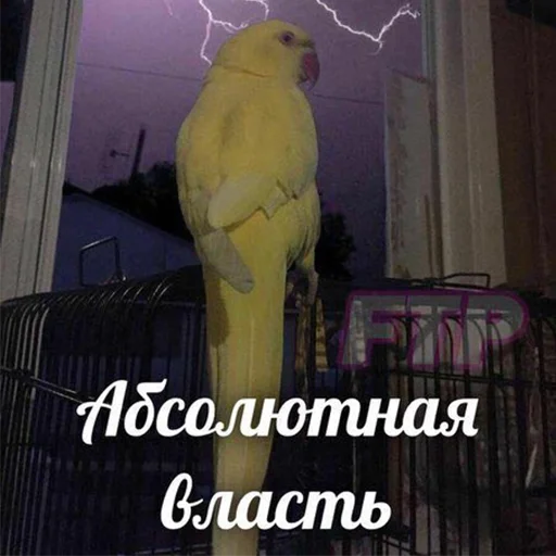 молния птица животное