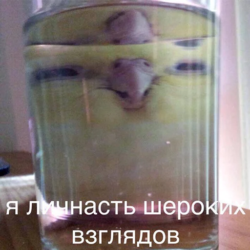 безалкогольный напиток стекло комнатный