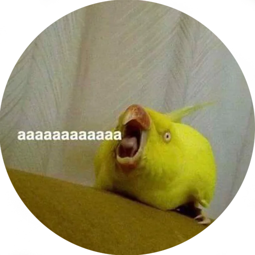 животное жёлтый комнатный