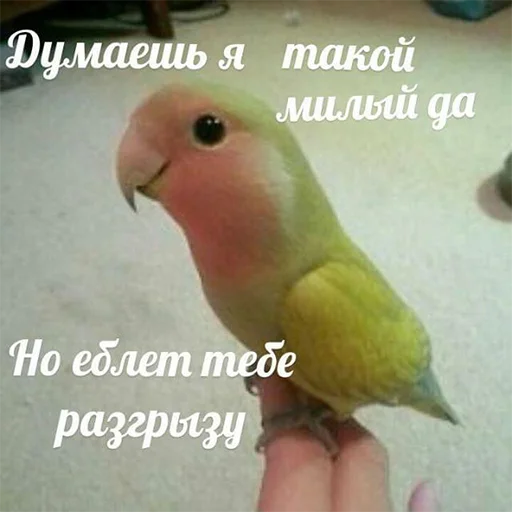 животное птица попугай