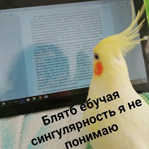 попугай птица животное