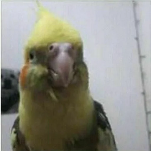 animal bird parrot