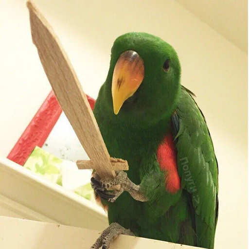bird animal parrot