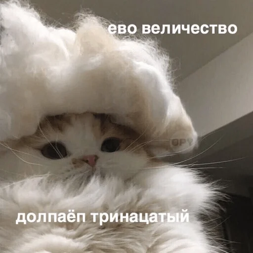 mammal animal domestic cat