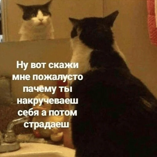 cat small to medium-sized cats domestic cat