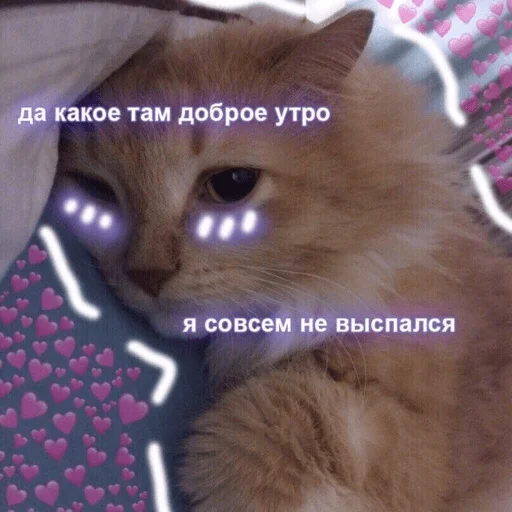 cat animal small to medium-sized cats