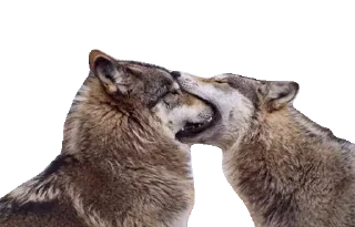 Sticker 🦄 Каталог 👉 @WeStickerbot 👈 - 10