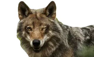 Sticker 🦄 Каталог 👉 @WeStickerbot 👈 - 6