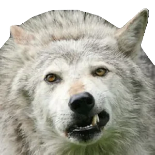 Sticker 🦄 Каталог 👉 @WeStickerbot 👈 - 3