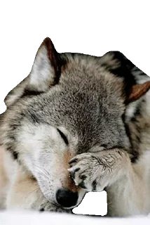 Sticker 🦄 Каталог 👉 @WeStickerbot 👈 - 1