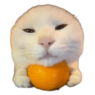 Стикер боба - 10