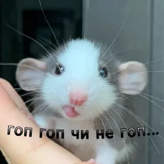 Sticker бОбік https://t.me/ua_anime_stikers - 5