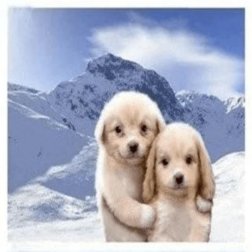 сынуля.аболтус - 