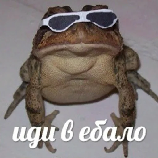 animal frog amphibian