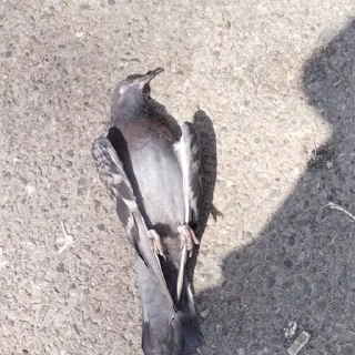 Sticker bogdaneblan - 8