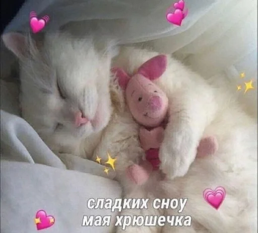 mammal animal small to medium-sized cats