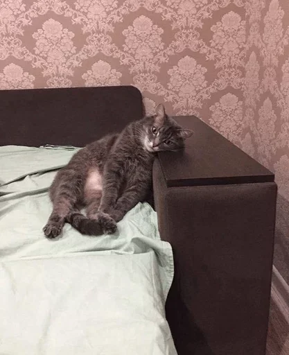 indoor small to medium-sized cats animal