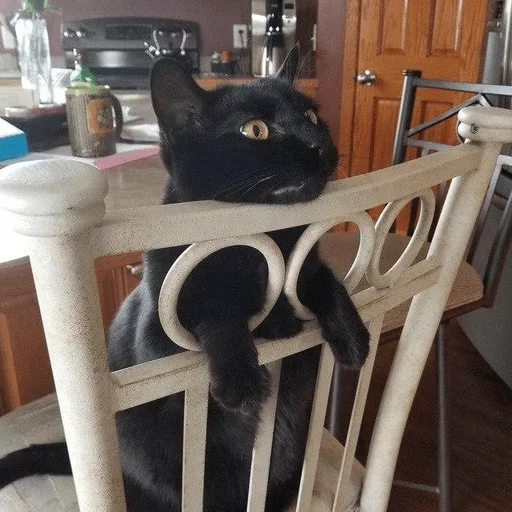 кошка животное комнатный